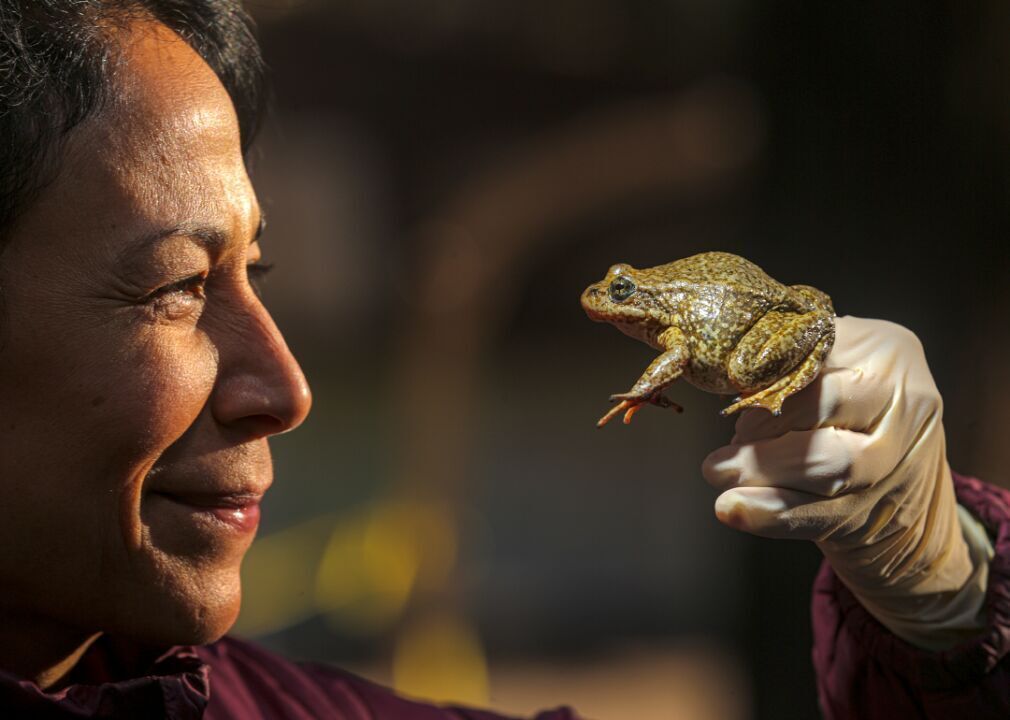 Relocation of endangered yellow-legged frog by USGS biologists